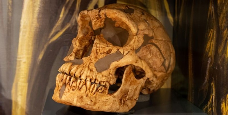 неандерталец, череп, история, вид, останки, скелет, лоб, археология, раскопки, исследования, антрополог, антропология
