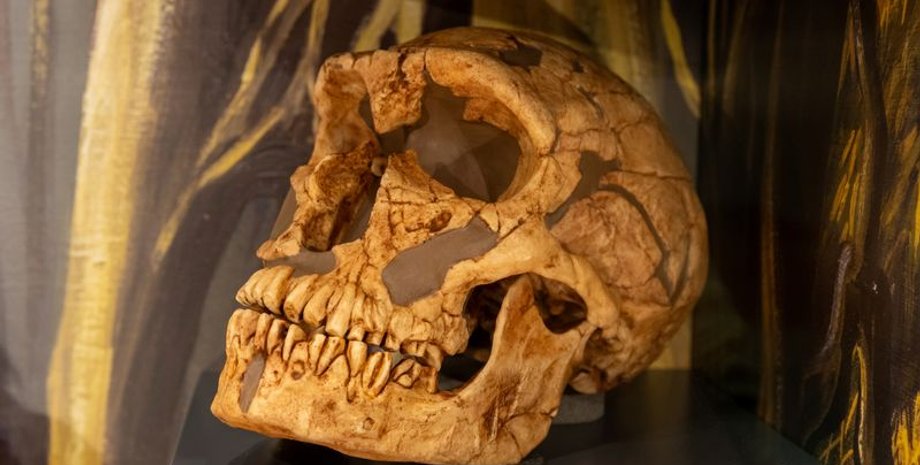 череп неандертальця