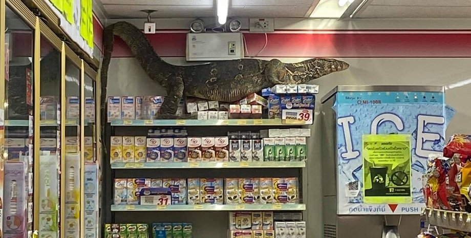Варан, Магазин, Бангкок, Ящерица, Посетители