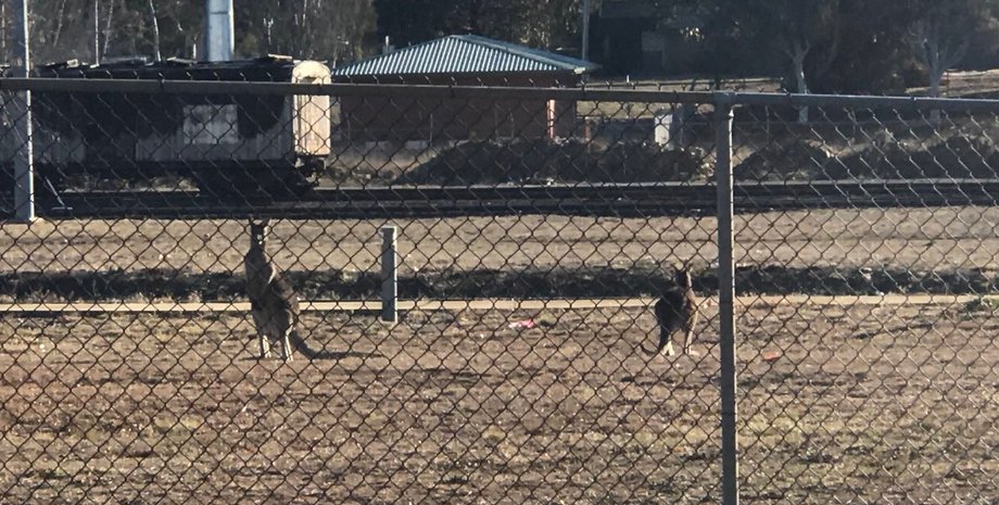 Фото: twitter.com/craigthomler