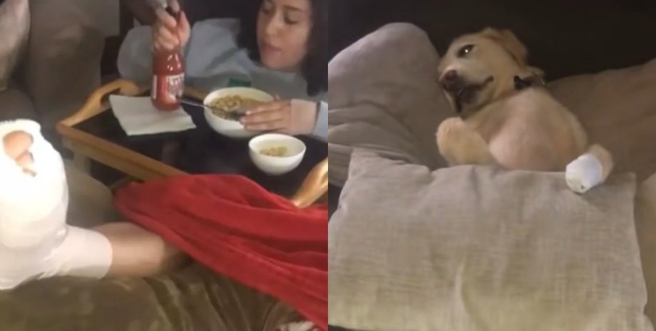 Cобака "травмировала" лапу в поддержку хозяйки после операции