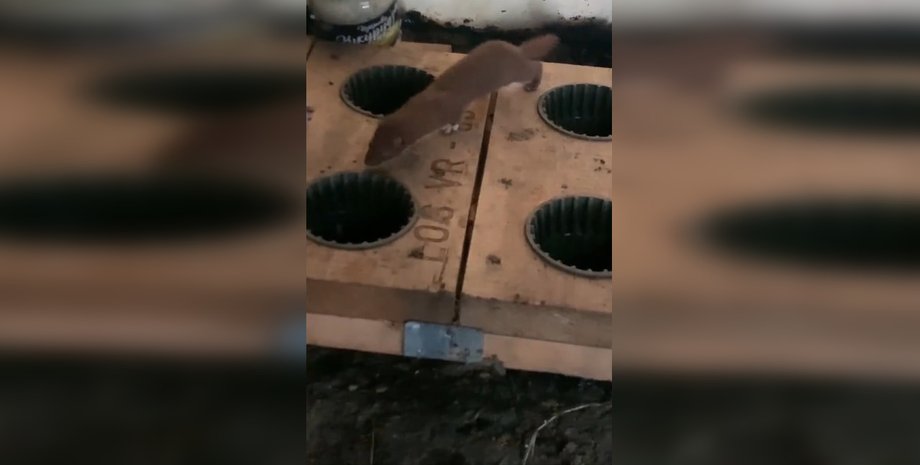 Ласка, ЗСУ, тварина, війна в Україні, фото