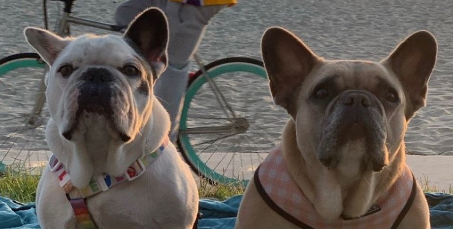 Леди Гага, певица, собаки, похищение, полиция,