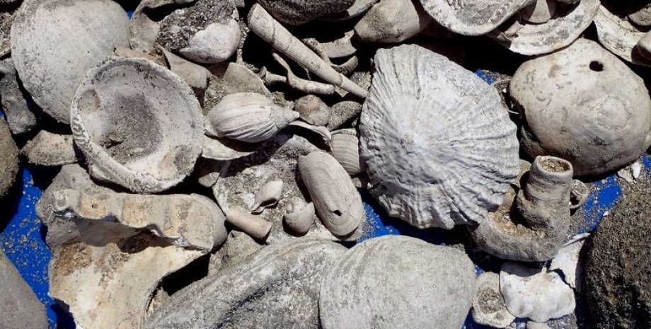 Исследователи нашли более 300 000 окаменелостей плиоценового периода древний ракушечник, находка окаменелостей, Новая Зеландия, очистные сооружения, плиоценовые окаменелости, палеонтологические раскопки, различные виды окаменелостей, морское биоразнообразие, вымершие виды, научные разведки