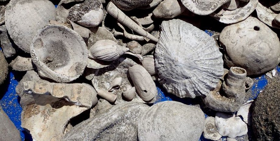 древний ракушечник, находка окаменелостей, Новая Зеландия, очистные сооружения, плиоценовые окаменелости, палеонтологические раскопки, различные виды окаменелостей, морское биоразнообразие, вымершие виды, научные разведки