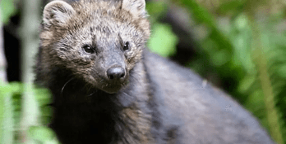 куница, рыбак