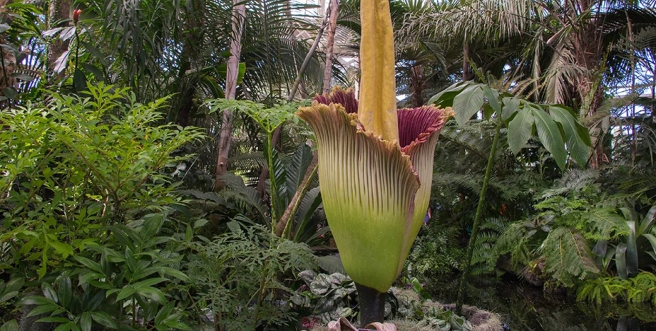 трупный цветок, трупное растение