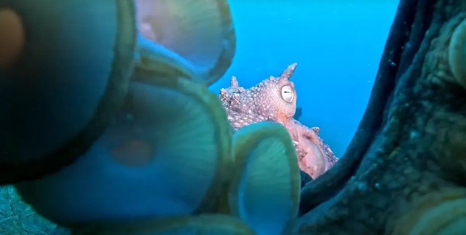 осьминог в океане