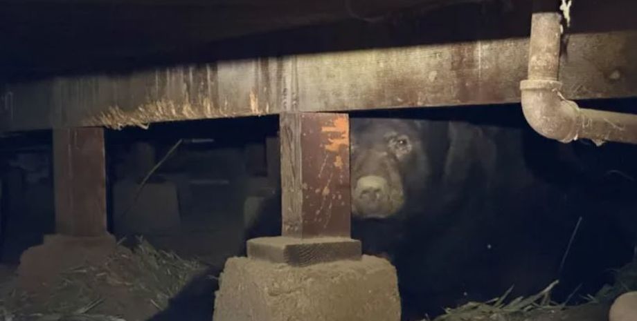 Чоловік після евакуації помітив, що в його будинку живе величезний 240-кілограмовий ведмідь, тварина, звір