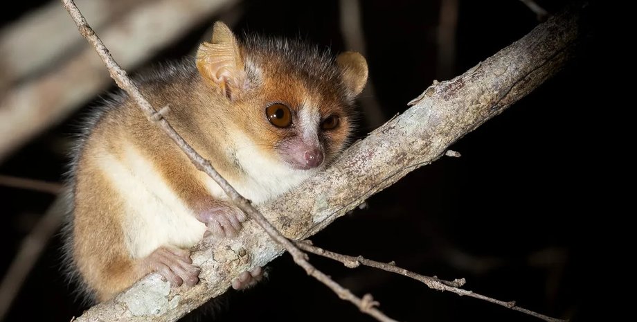 найменший примат у світі