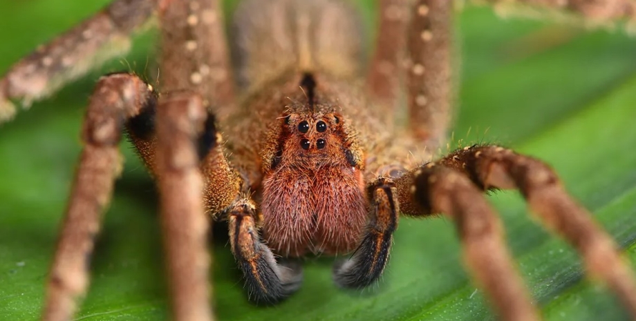 павук, бразильський павук