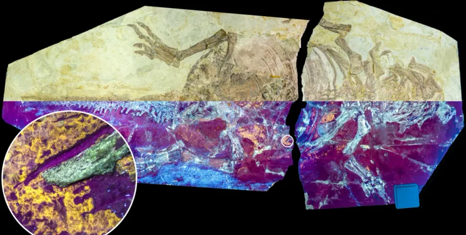 Пситтакозавр, пернатий динозавр, рептилоподібна луска, рання Крейда, еволюція динозаврів, птахоподібне пір'я, збереження шкіри, скам'янілості хребетних тварин