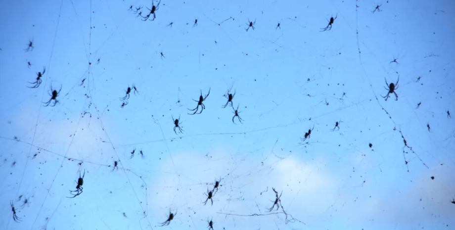 дождь из пауков пауки падают с неба