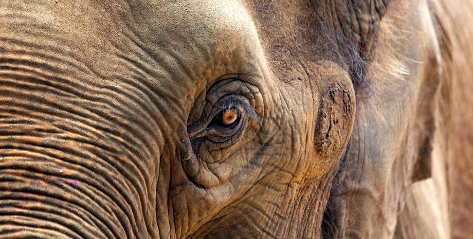 умерла самая старая слониха