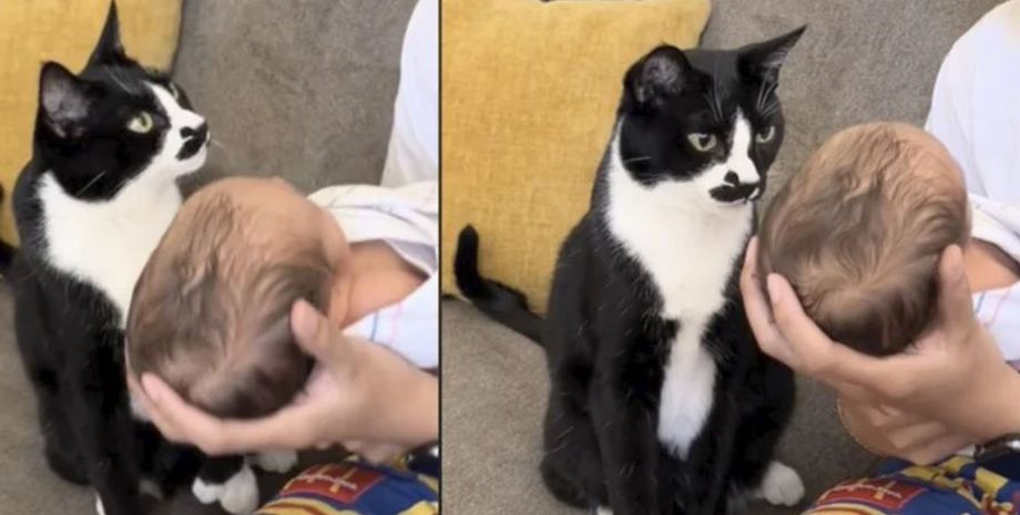 Реакция кота на новорожденного ребенка, интересные истории, курьезные инциденты, странные случаи из жизни