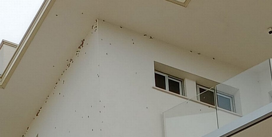 Нашествие кузнечиков на юге Италии