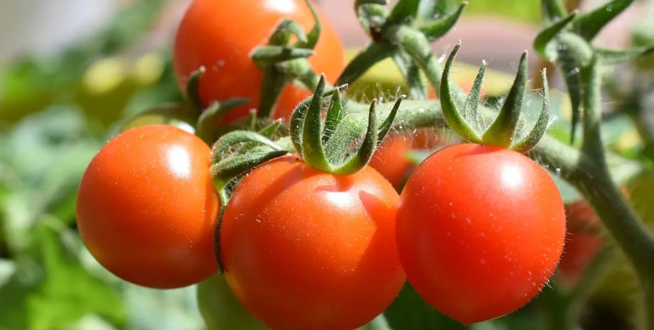 Помидоры на Галапагосских островах смогли то, чего не удавалось другим - обратили эволюцию