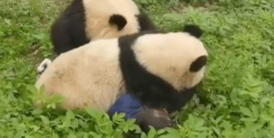 панды, Чунцин, зоопарк, китай, животные, смотрительница зоопарка