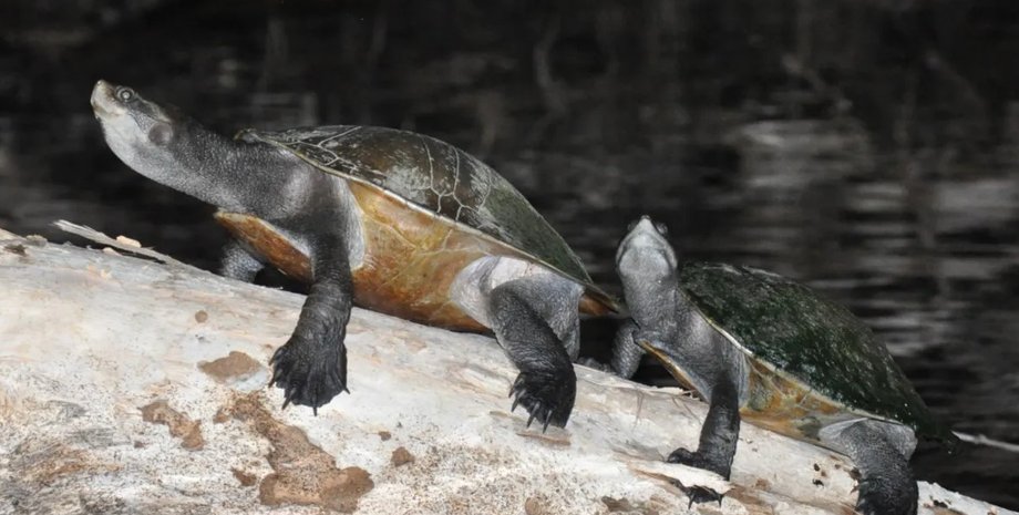 черепаха, пресноводная черепаха