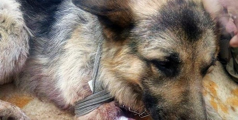 Пес-герой / Фото: facebook.com/HottabychOrgUa