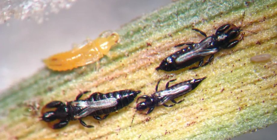 Dunatothrips aneurae, насекомые, дунатотрипс