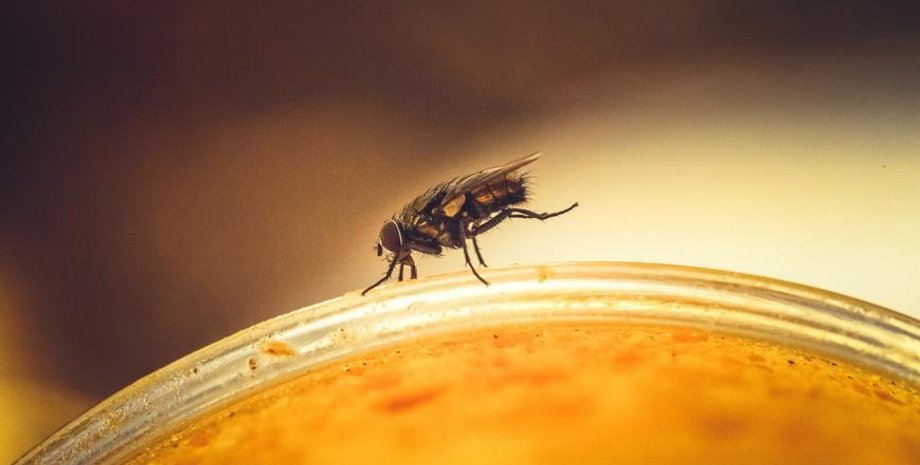 муха, мед, фото
