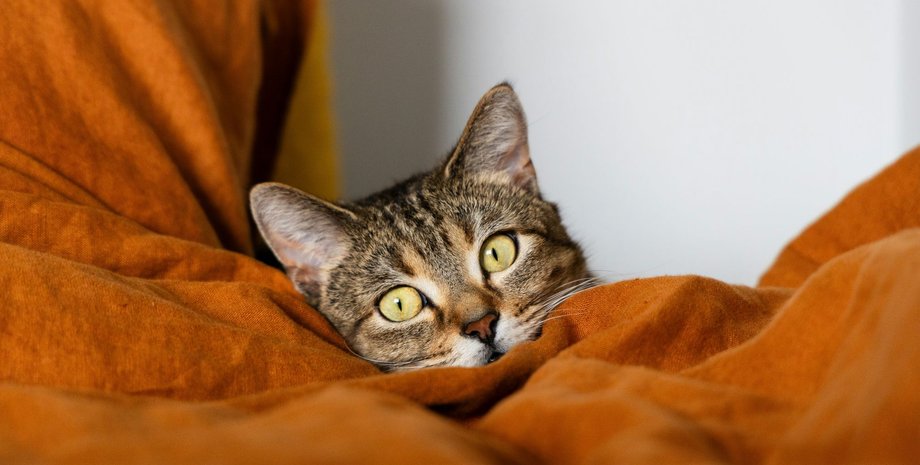 что нужно знать о котах