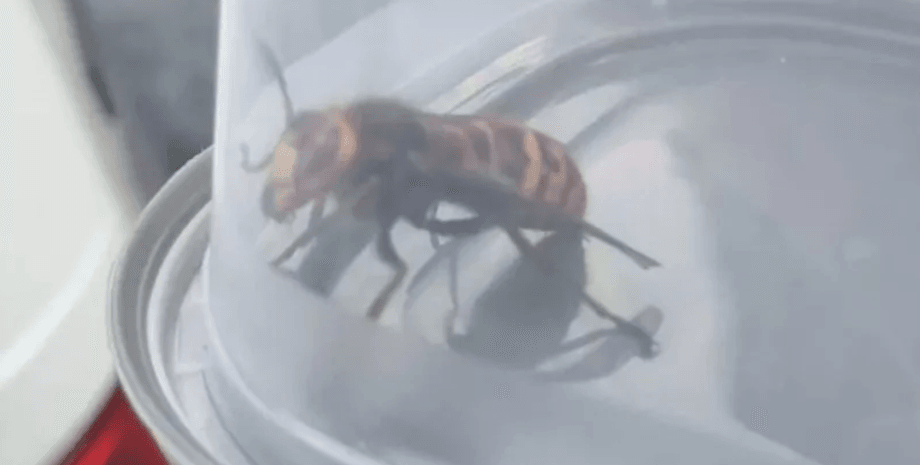 шершень, европейский шершень, шершни Британия