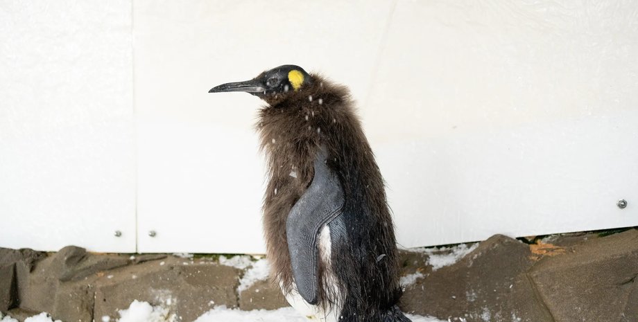 пингвин, пингвин песто