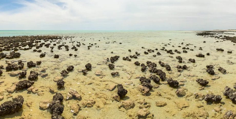 строматолиты, австралия строматолиты