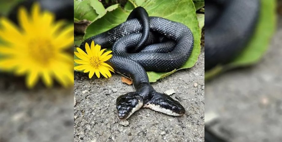 змія, двоголова змія, тигрова лілія