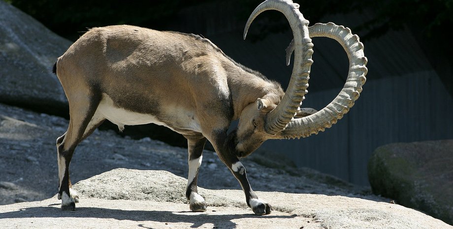 Фото: commons.wikimedia.org / Nino Barbieri