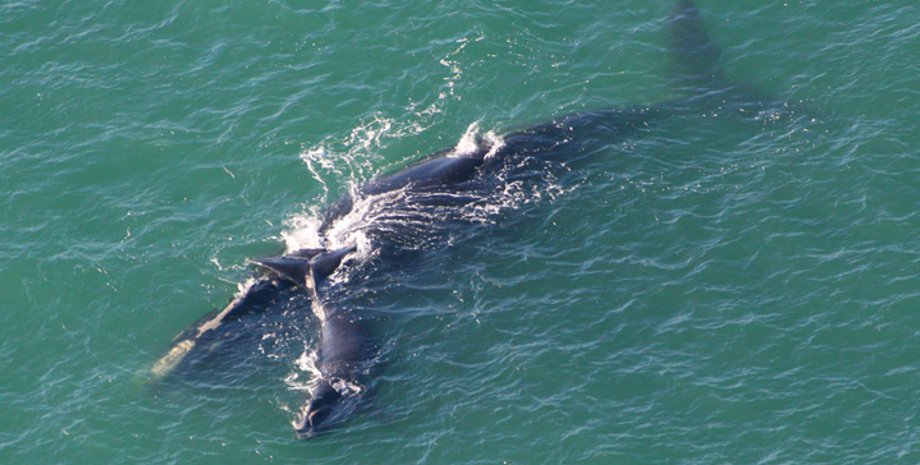 Фото: Marineland Right Whale Project