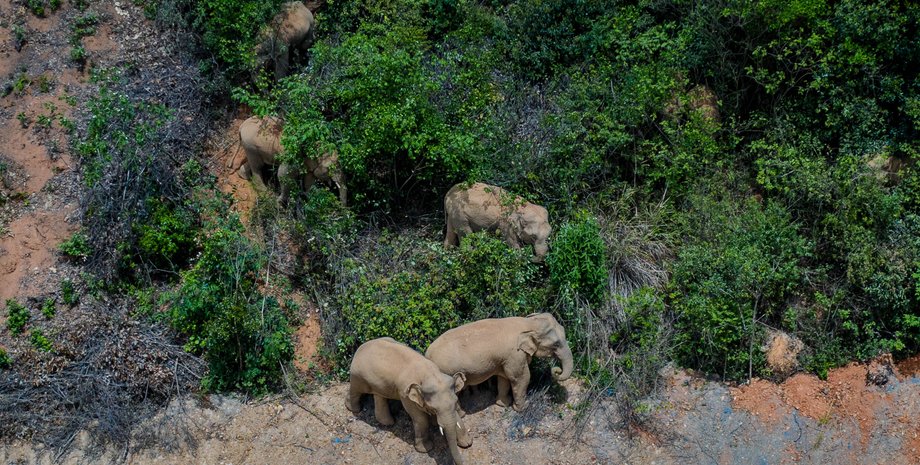 слоны, стадо, китай