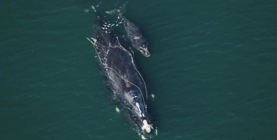 киты, североатлантический кит