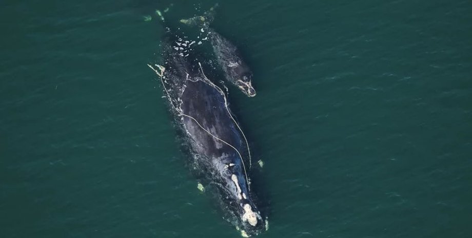 киты, североатлантический кит