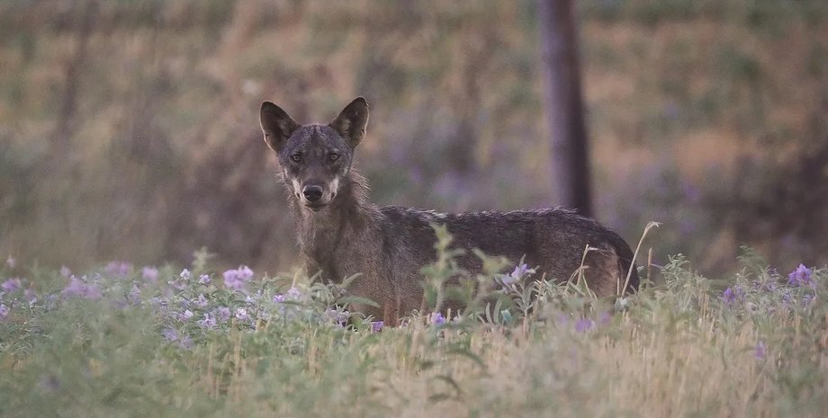 волк, серый волк, серые волки