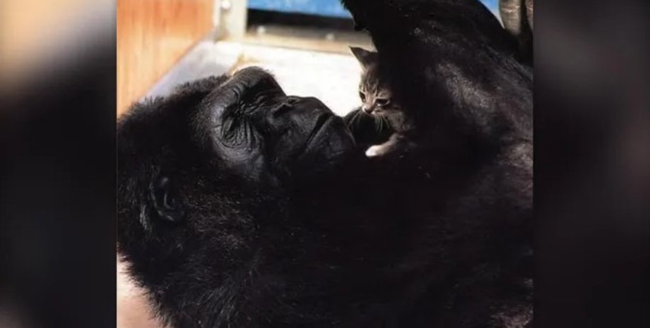 горилла и кот, горилла коко и кот