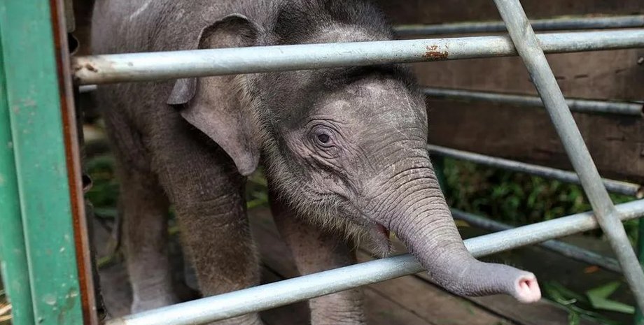 слони, слони борнео, борнейський слон