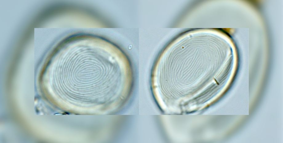 Эвглениды Эвглениды, древние окаменелости, одноклеточные организмы, фотосинтез, история эволюции, микроскопическая жизнь, палеонтологический прорыв, эукариотическое древо жизни