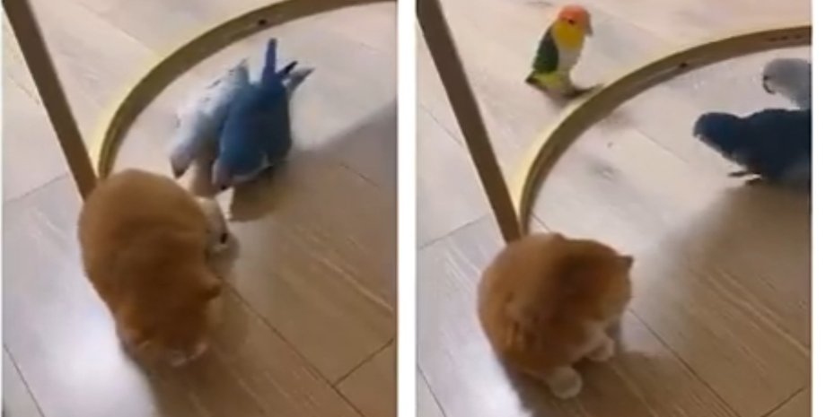 На помощь пушистому пришел неожиданный спаситель Попугаи начали оскорблять маленького котенка, но за него неожиданно вступились
