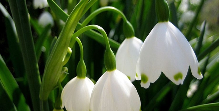 Фото: Vgorode.ua