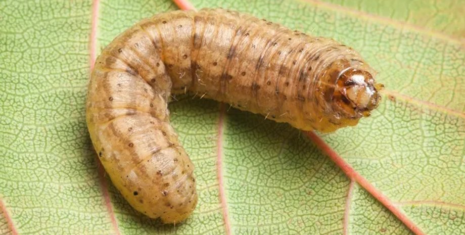 шкідники, листяні совки