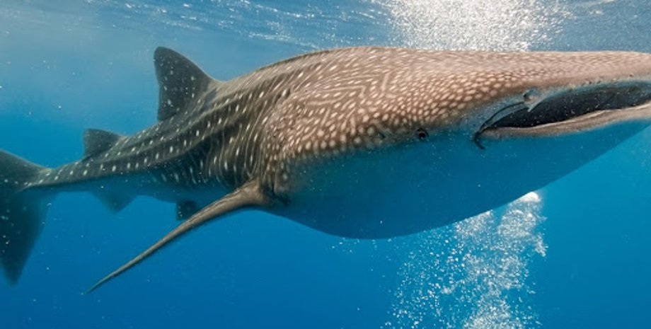 Фото: World Wildlife Fund