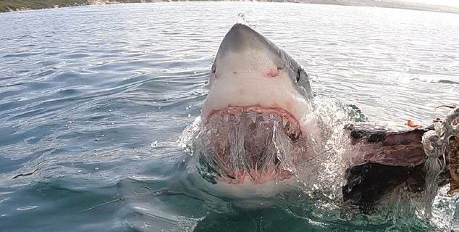 напади акул, акула з'їла людину, акула напала 2023, акула напад, акула в Єгипті,