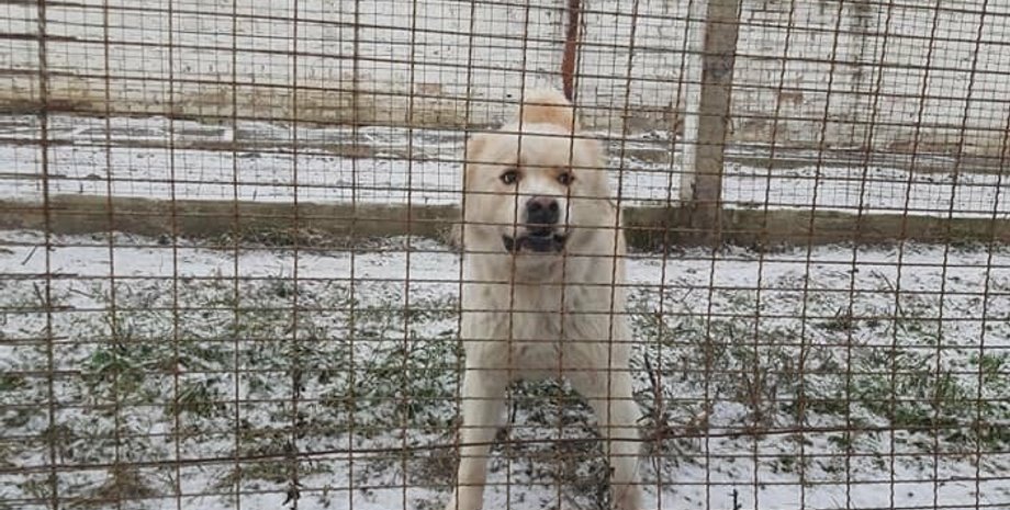 собаки, буча, хозяева, киевская область