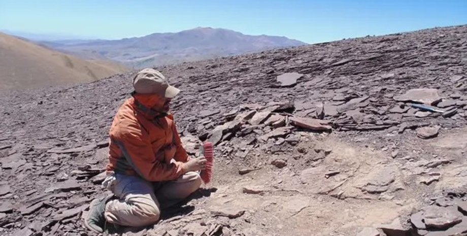 Птерозавр, кости, окаменелость