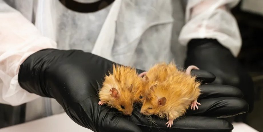 шерстистые мыши