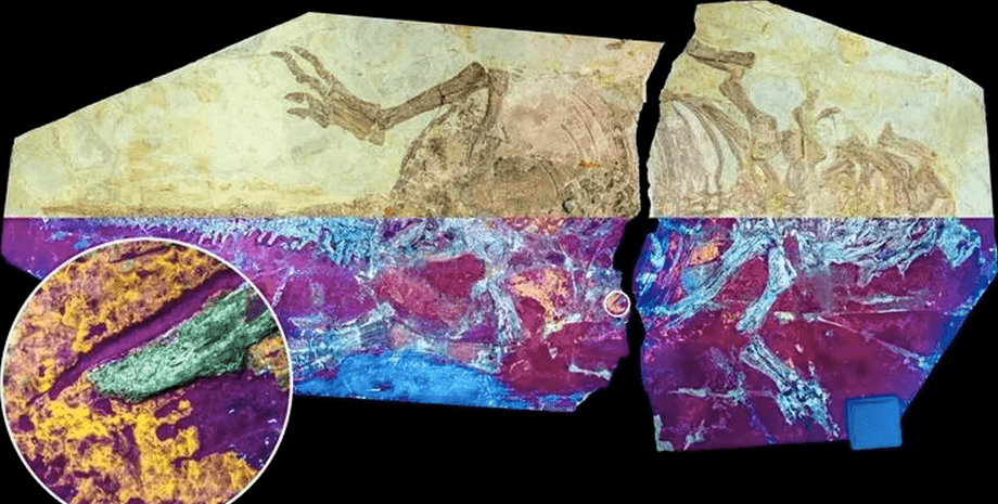 динозавра Psittacosaurus