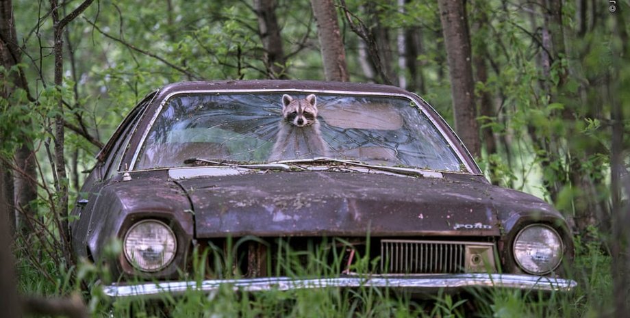 Фото: Wildlife Photographer of the Year 2019